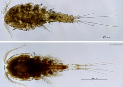 Copépodes Ectocyclops phaleratus (haut) et Acanthocyclops robustus (bas)