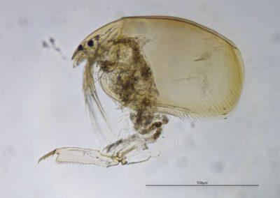 Cladocères Alonopsis elongata