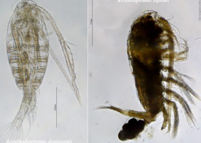 Deux copépodes calanoides montagnards